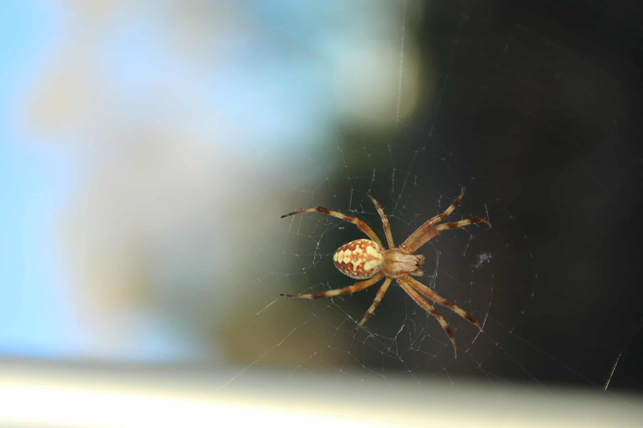A spider with a blurred background